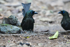 Crypsirina temia
