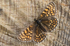 Melitaea athalia