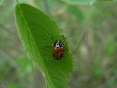 Cryptocephalus cordiger