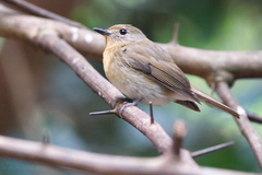 Cyornis whitei