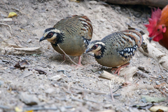 Arborophila brunneopectus