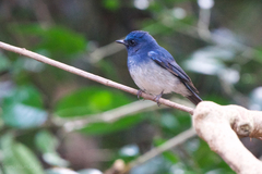 Cyornis hainanus