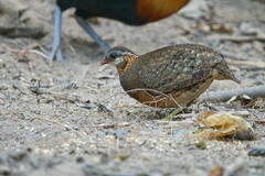 Tropicoperdix chloropus