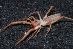 Eremobatinae