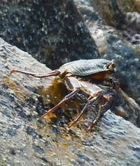 Grapsus tenuicrustatus