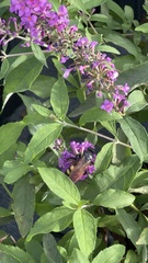 Pygodasis quadrimaculata