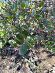Arctostaphylos sensitiva