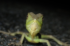 Physignathus cocincinus