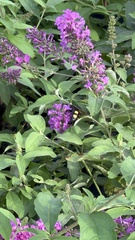 Pygodasis quadrimaculata