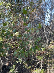 Arctostaphylos sensitiva