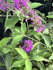 Pygodasis quadrimaculata