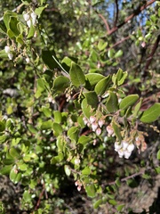 Arctostaphylos sensitiva
