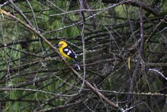 Pheucticus chrysogaster