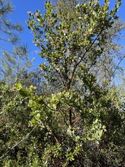 Arctostaphylos sensitiva