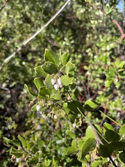 Arctostaphylos sensitiva