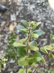 Arctostaphylos sensitiva