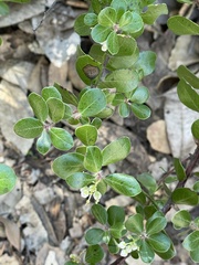 Arctostaphylos sensitiva