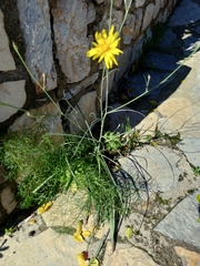 Tragopogon orientalis