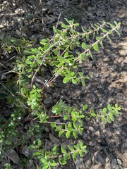 Arctostaphylos sensitiva