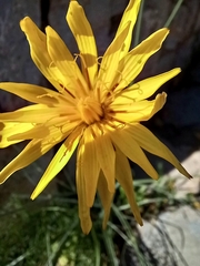 Tragopogon orientalis