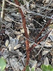 Arctostaphylos sensitiva