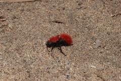 Dasymutilla flammifera