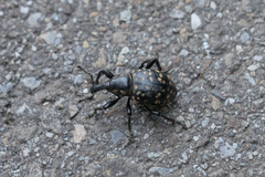 Liparus glabrirostris