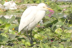 Bubulcus ibis