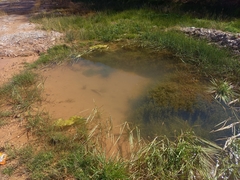 Pelophylax saharicus