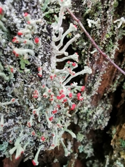 Cladonia floerkeana