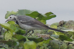 Motacilla alba
