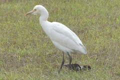 Bubulcus ibis
