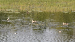 Nettapus coromandelianus