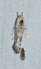Antaeotricha