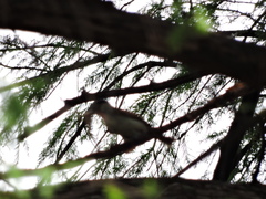 Pachyramphus aglaiae