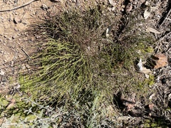 Crocanthemum scoparium