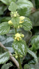 Lamium galeobdolon argentatum