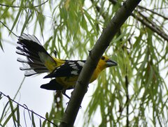 Pheucticus chrysogaster