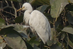 Ardea intermedia