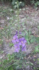 Verbascum phoeniceum