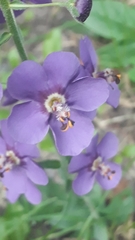 Verbascum phoeniceum
