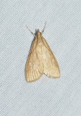 Pyraustinae