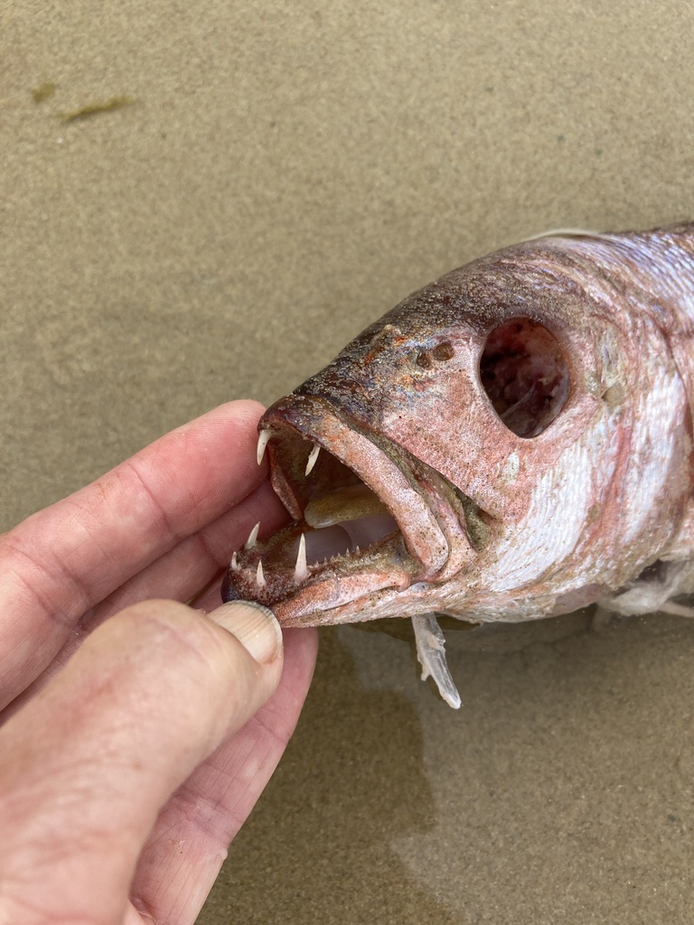 Carpenter (Argyrozona argyrozona) — Sparidae