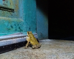 Rhinella