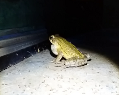 Rhinella
