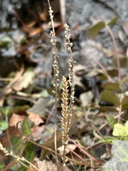 Plantago major