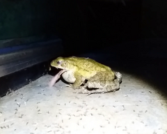 Rhinella
