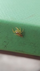 Thyene coccineovittata