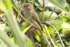 Phylloscopus