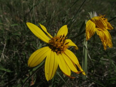 Aspilia montevidensis